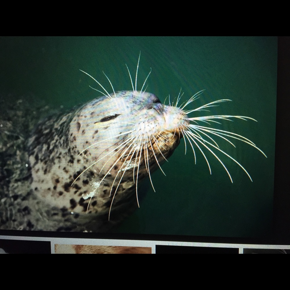 Meet your Posher, Heather